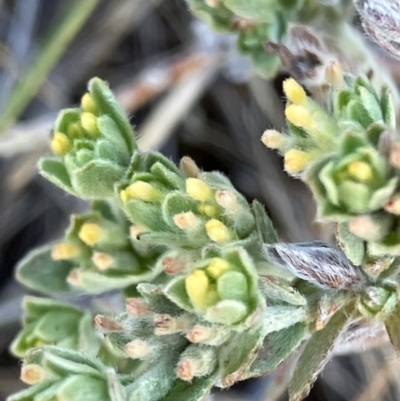 Pimelea micrantha