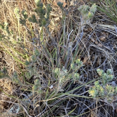 Pimelea micrantha