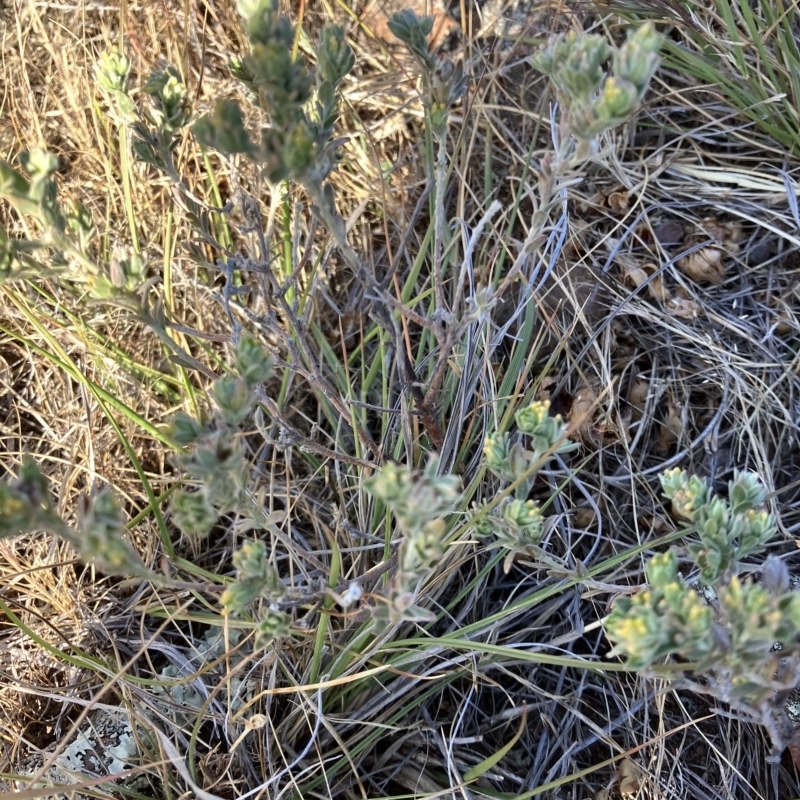 Pimelea micrantha