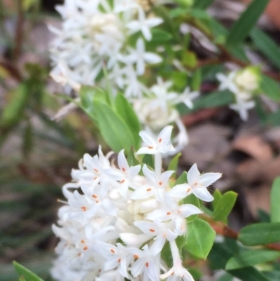 Pimelea sp.