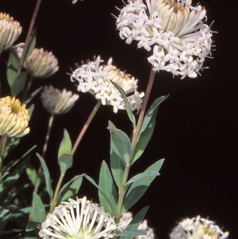 Pimelea treyvaudii