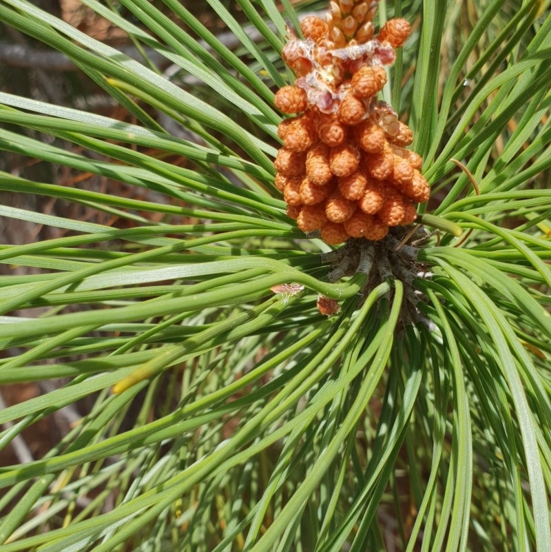 Pinus pinaster