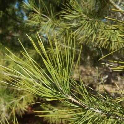 Pinus pinea