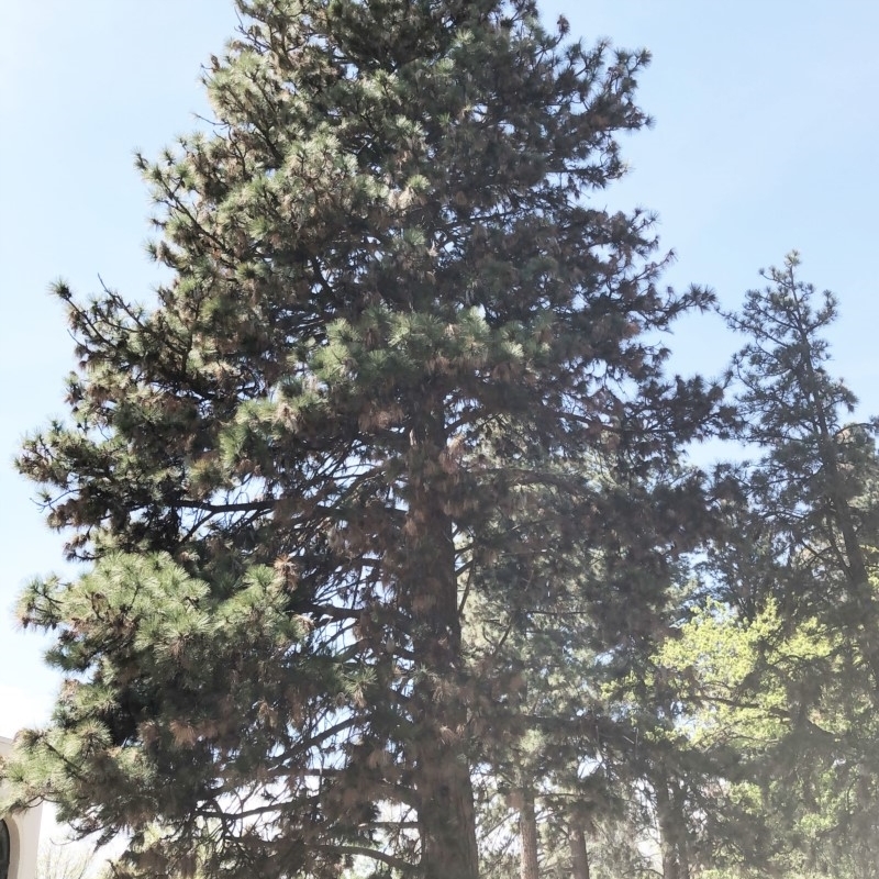 Pinus ponderosa