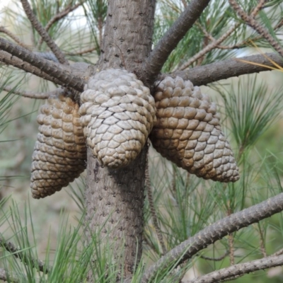 Pinus radiata