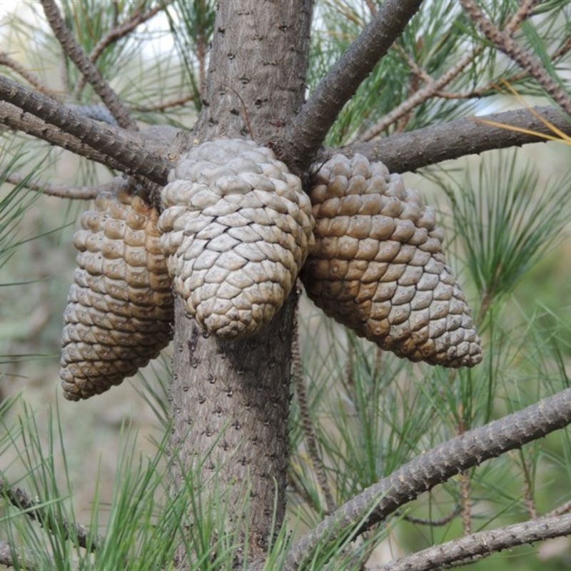 Pinus radiata