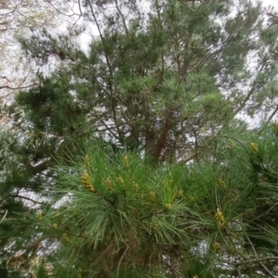 Pinus sp.