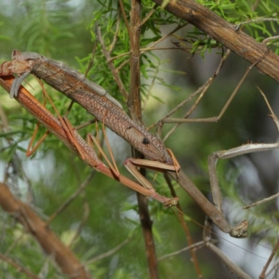 Archimantis latistyla