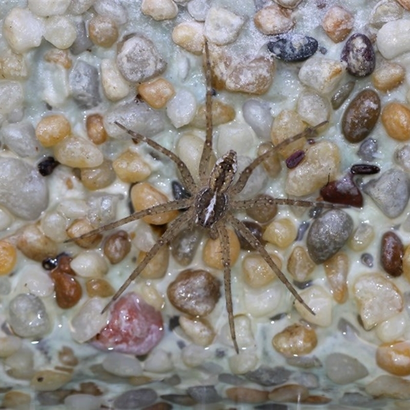Pisauridae (family)