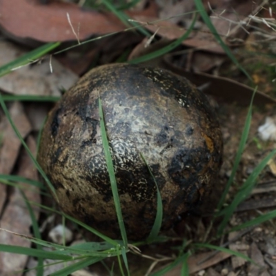 Pisolithus marmoratus