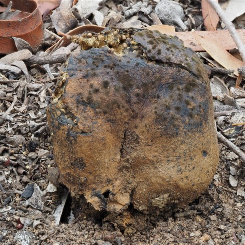 Pisolithus marmoratus