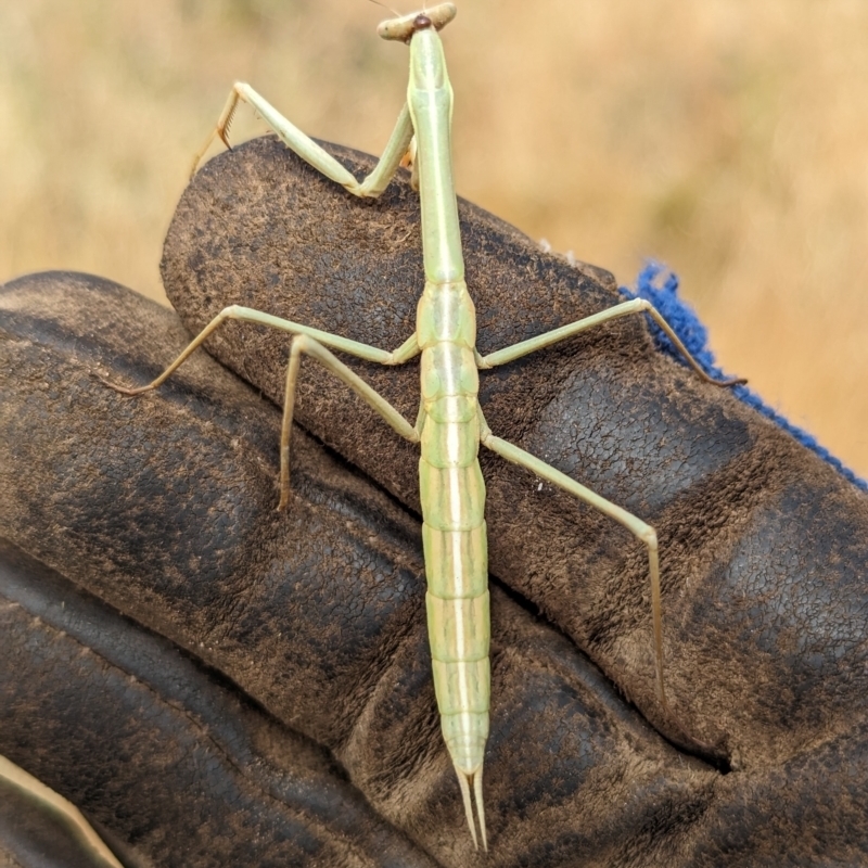 Archimantis sobrina