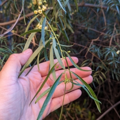 Pittosporum angustifolium