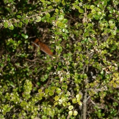 Pittosporum multiflorum