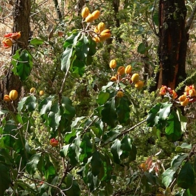 Pittosporum revolutum