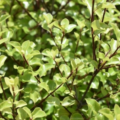 Pittosporum tenuifolium