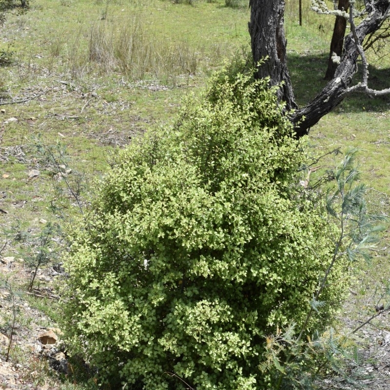 Pittosporum tenuifolium