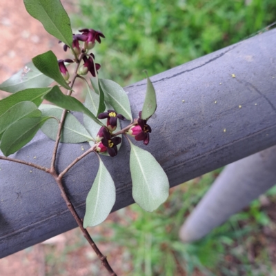 Pittosporum tenuifolium