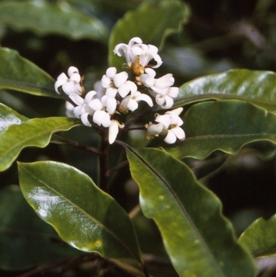 Pittosporum undulatum