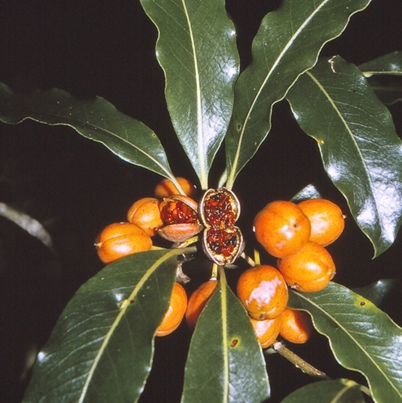 Pittosporum undulatum