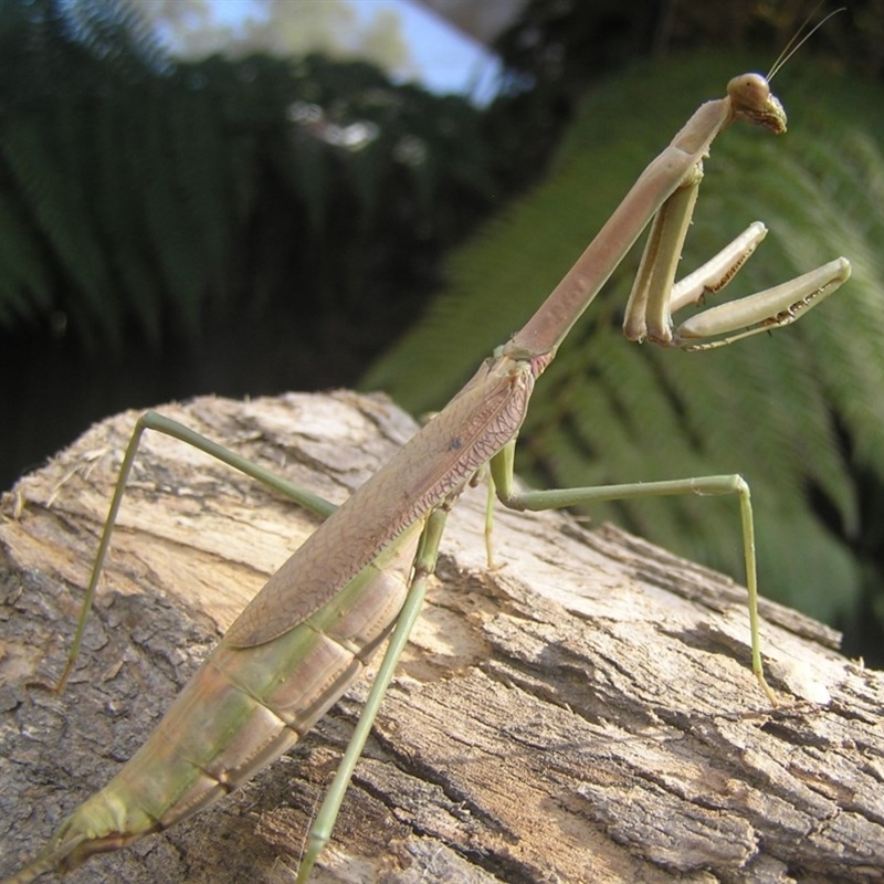 Archimantis sp. (genus)