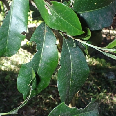 Planchonella australis