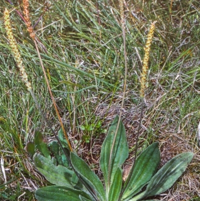 Plantago antarctica