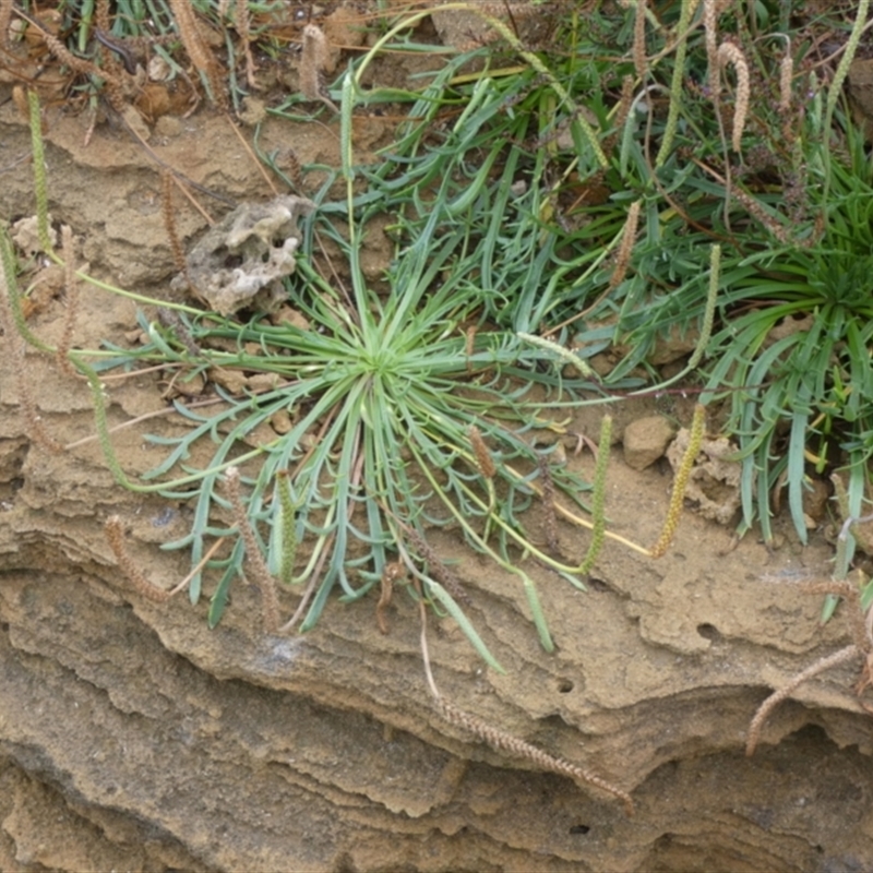 Plantago coronopus