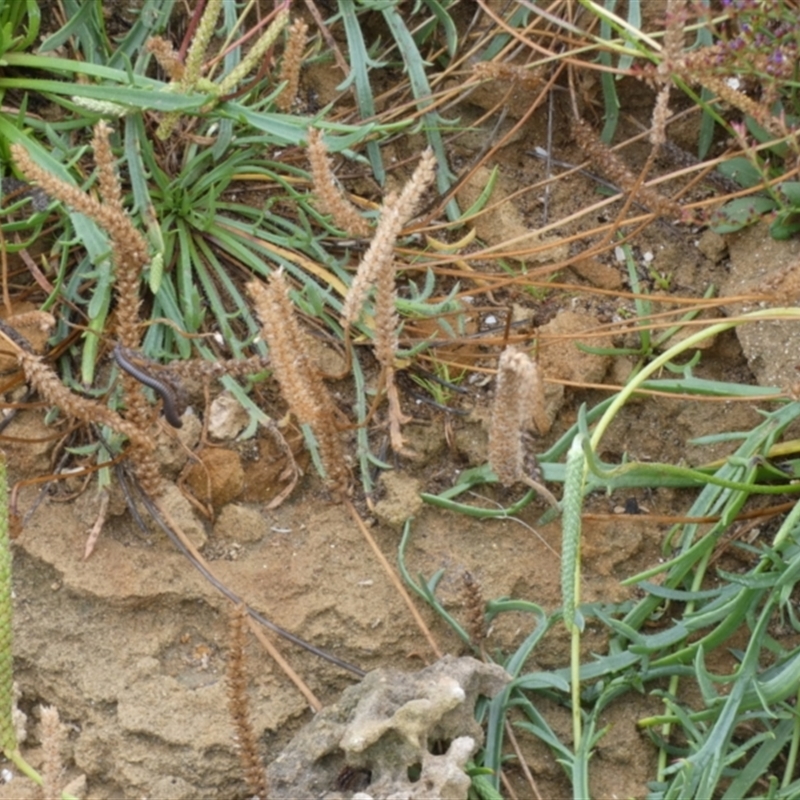 Plantago coronopus