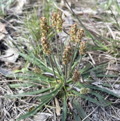 Plantago coronopus