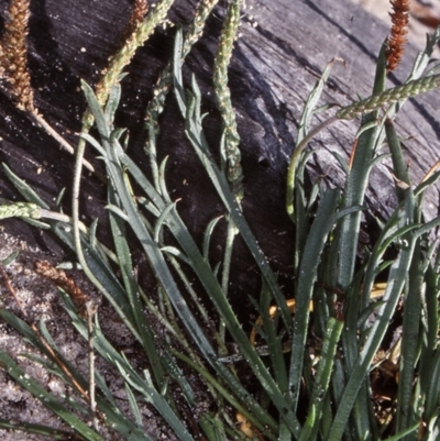 Plantago coronopus subsp. commutata