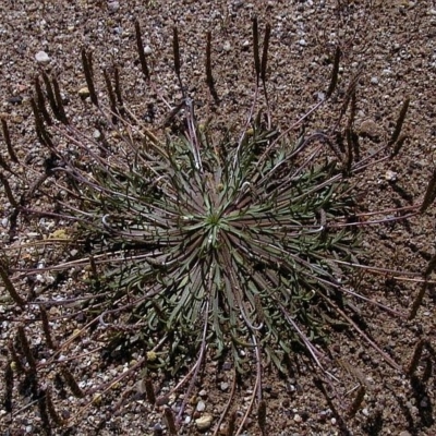 Plantago coronopus subsp. coronopus