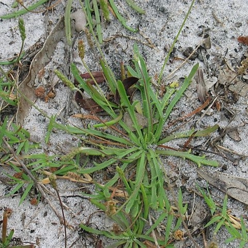 Plantago coronopus subsp. coronopus