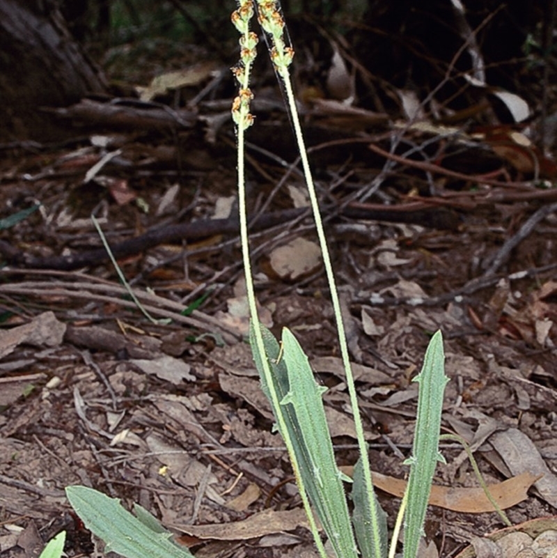 Plantago debilis