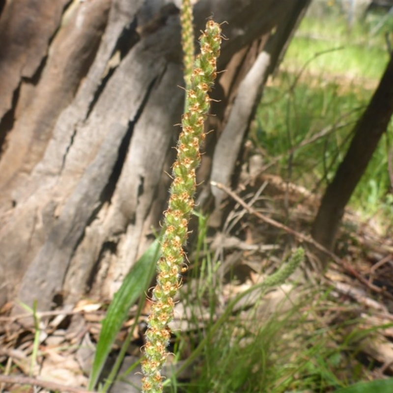 Plantago debilis