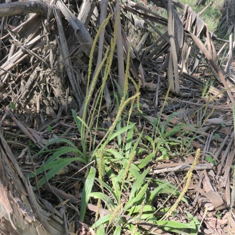 Plantago debilis