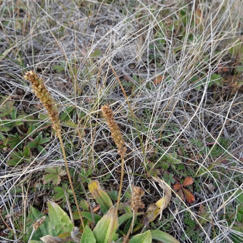 Plantago euryphylla