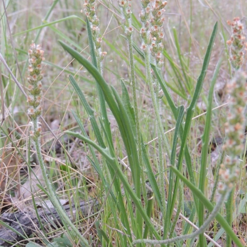 Plantago gaudichaudii