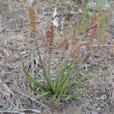 Plantago gaudichaudii