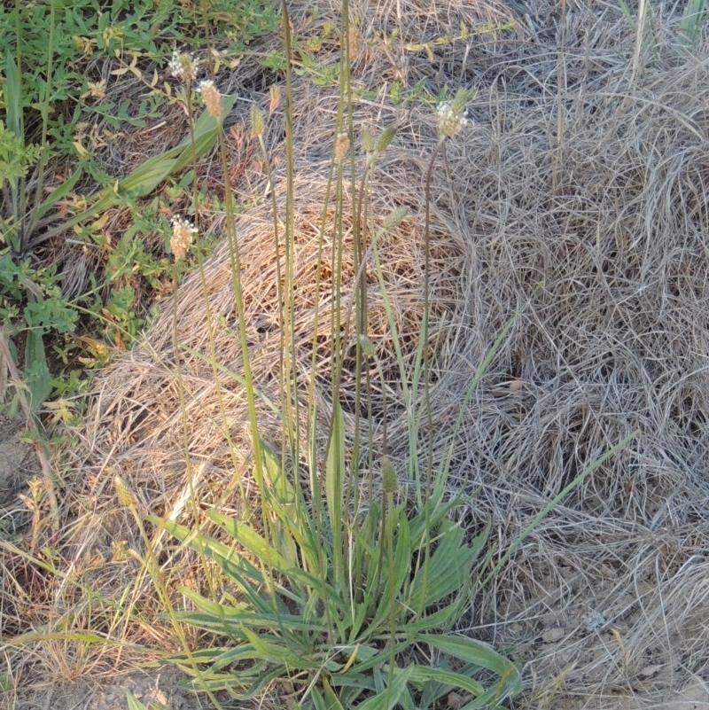 Plantago lanceolata