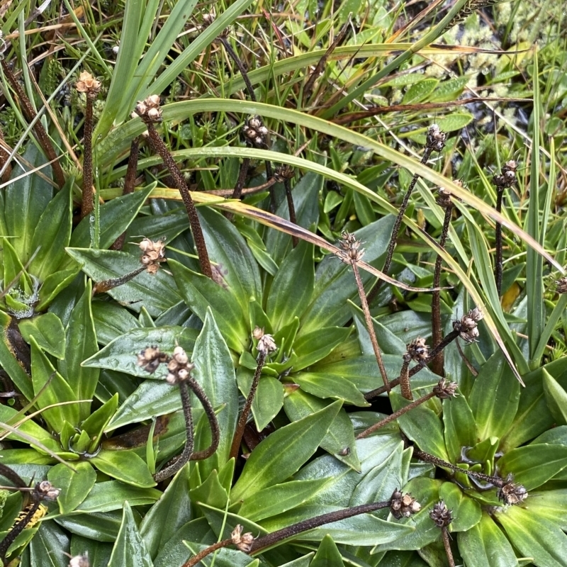 Plantago muelleri