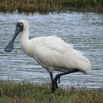 Platalea regia