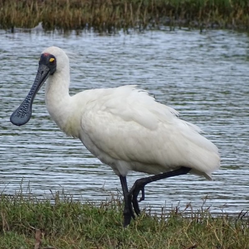 Platalea regia