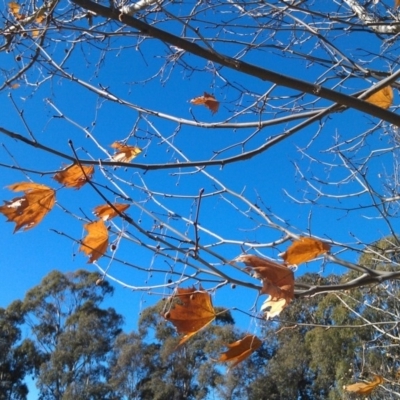 Platanus x acerifolia