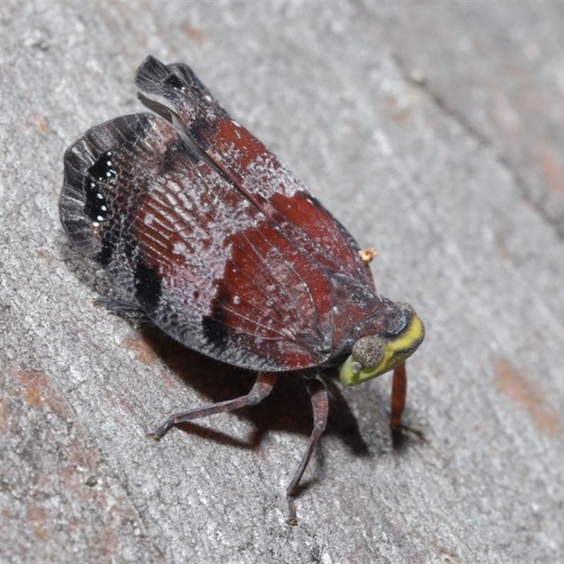 Platybrachys decemmacula