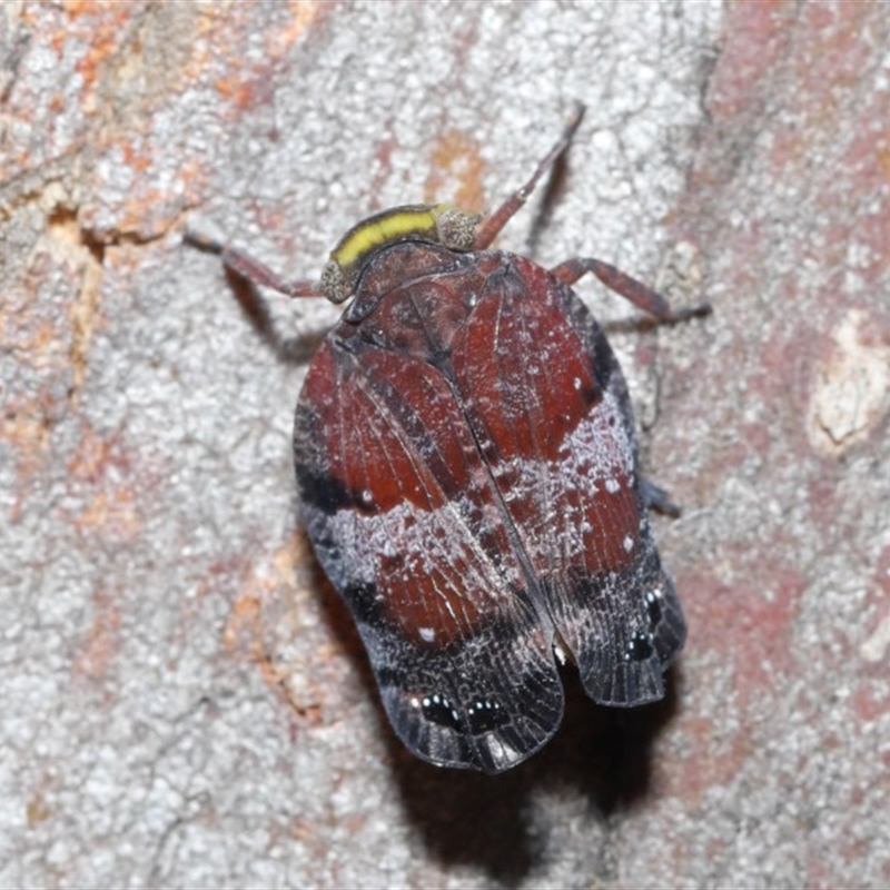 Platybrachys decemmacula