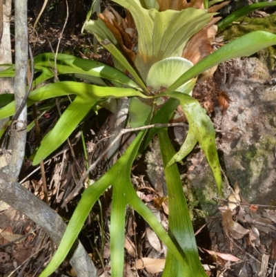 Platycerium bifurcatum