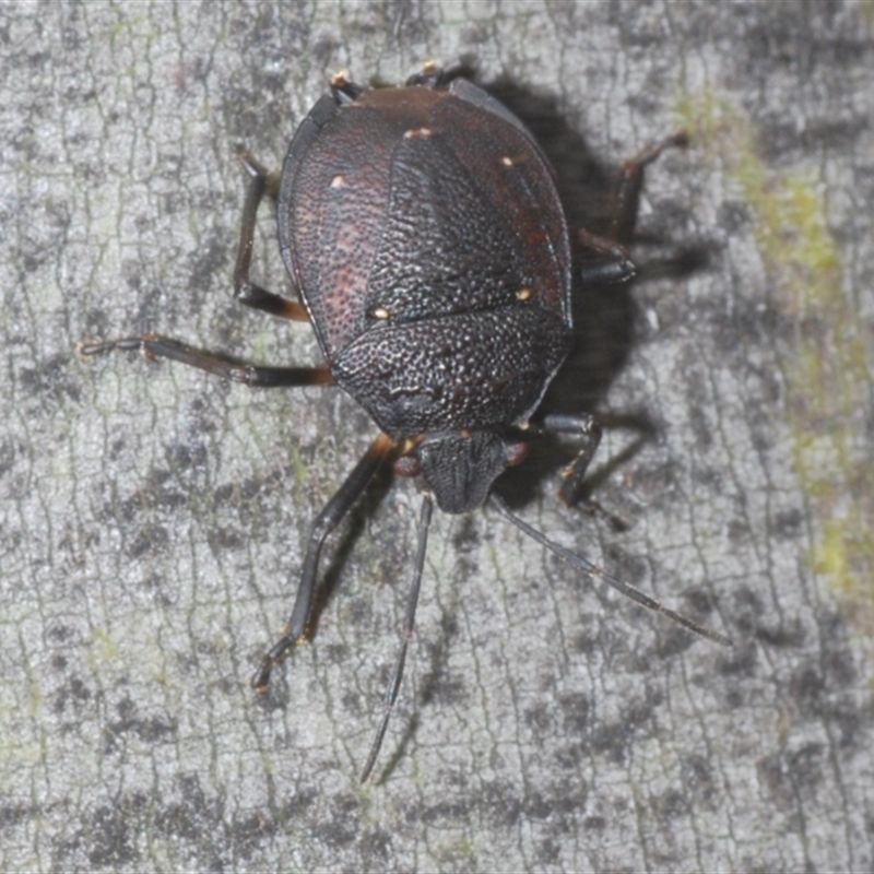 Platycoris rugosus