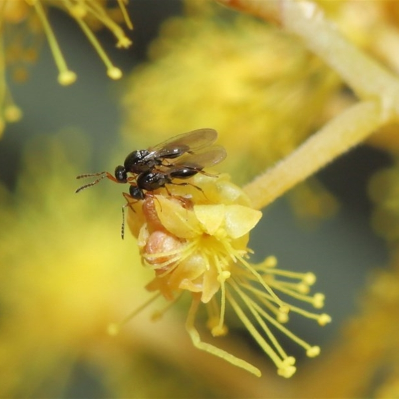 Platygastridae (family)