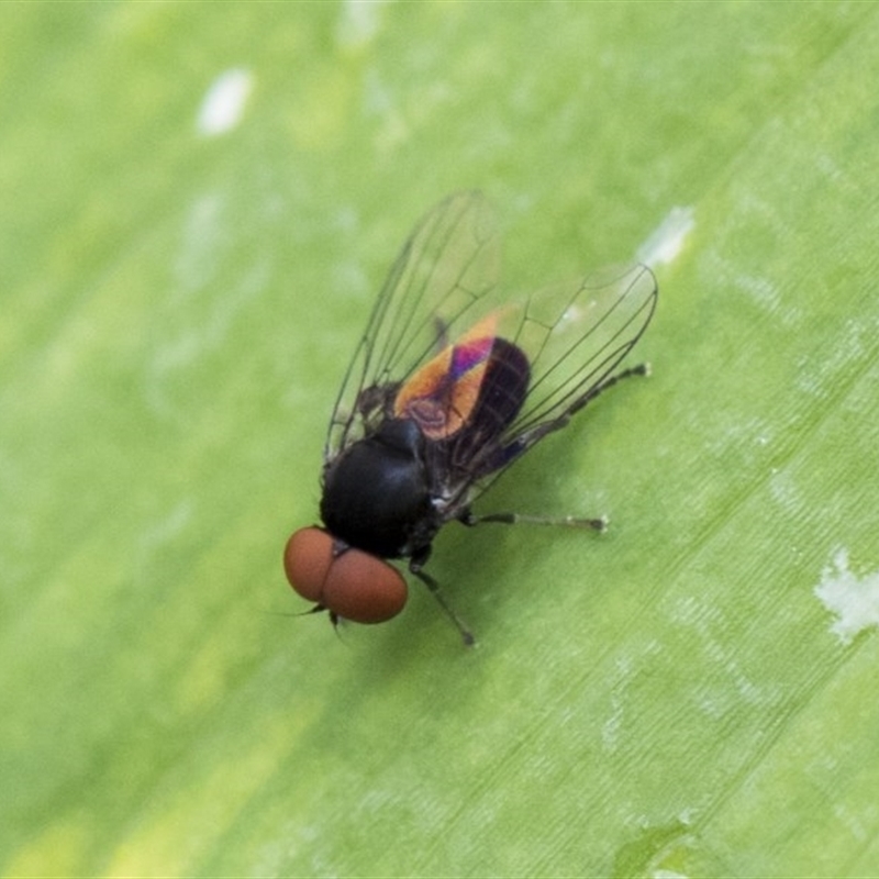 Platypezidae (family)